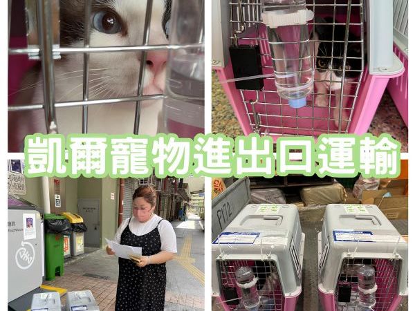 2024/06/25『香港』親人的2隻家貓陪主人一起回香港啦~~~